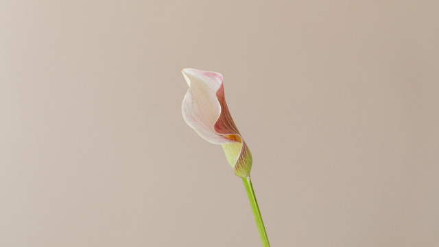 Single flower vase minimalist stilllife free wallpaper - medium preview image