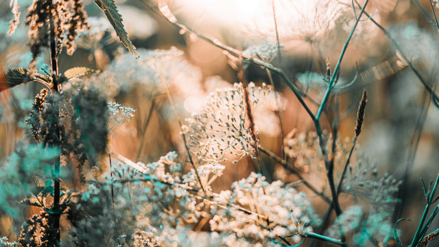 Cherry blossoms plant leaves flowers free wallpaper - medium preview image