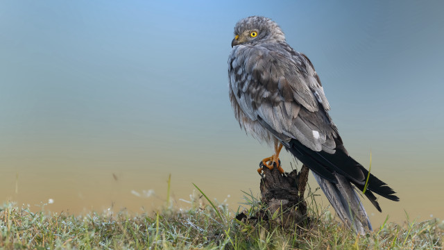 Eagle perched on tree stump free wallpaper - medium preview image