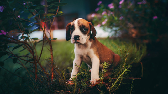 Puppy grass flowers house car free wallpaper - medium preview image