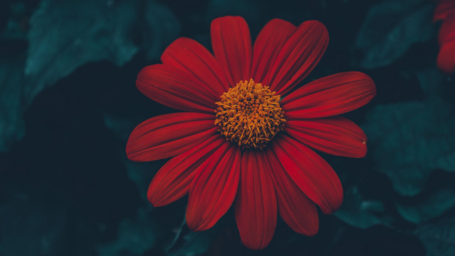 Red flower yellow center dark free wallpaper - medium preview image