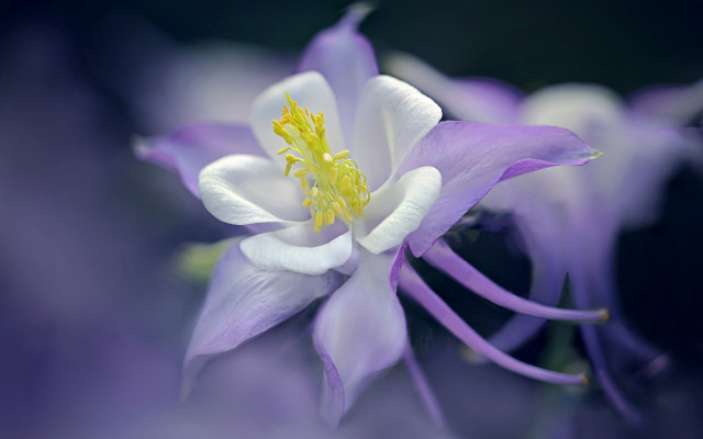 Purple flower yellow center macro #5 free wallpaper - medium preview image