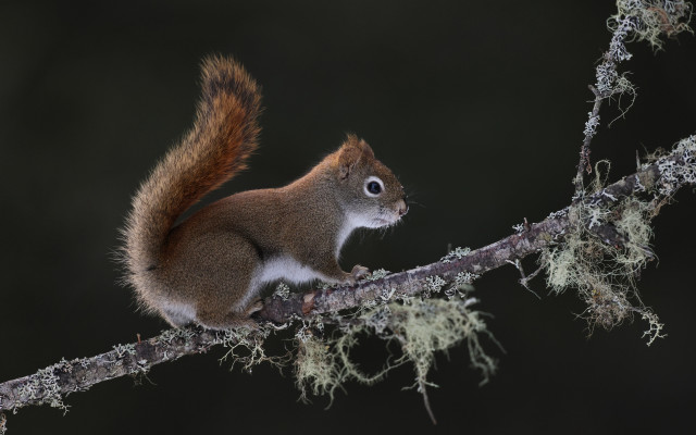 Squirrel moss branch tiltshift photorealism free wallpaper - medium preview image