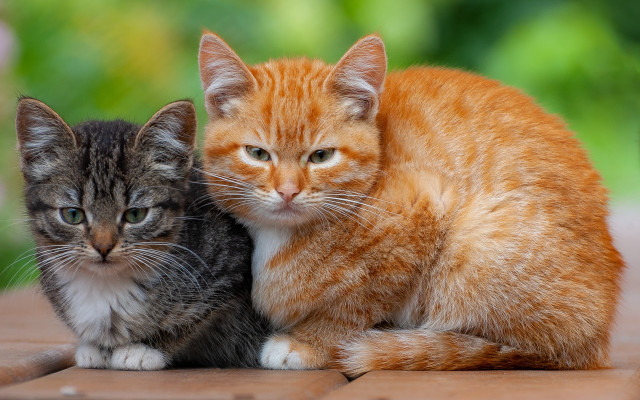 Two cats wooden floor green free wallpaper - medium preview image