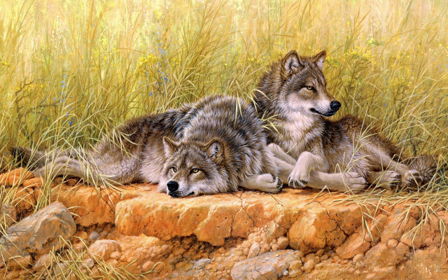 Wolf field grass rocks animals free wallpaper - medium preview image