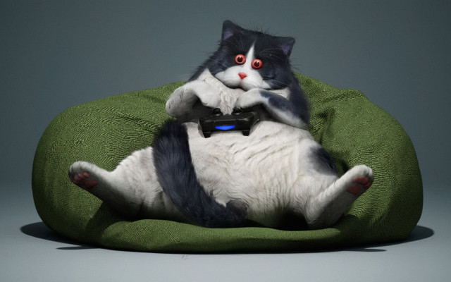 Cat green pillow black white free wallpaper - medium preview image
