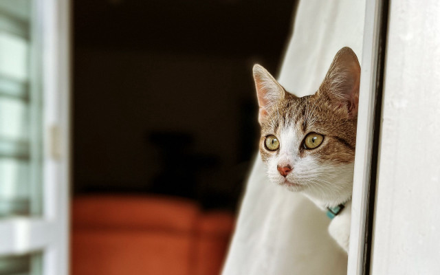 Cat window green collar white free wallpaper - medium preview image