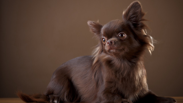 Small brown dog wooden table free wallpaper - medium preview image
