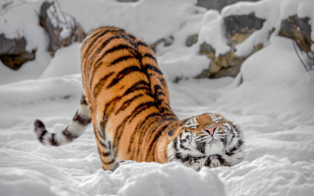 White tiger snow footprints mountain free wallpaper - medium preview image