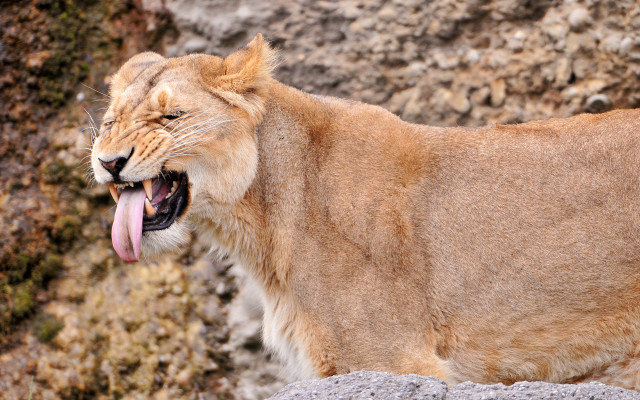 Lion open mouth tongue out free wallpaper - medium preview image