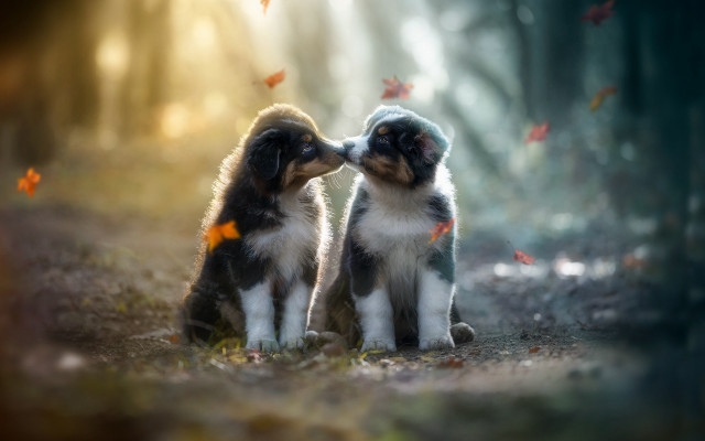 Puppies in woods romantic autumn free wallpaper - medium preview image