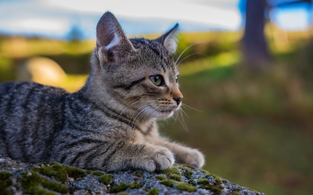 Cat mossy rock woods blurry free wallpaper - medium preview image