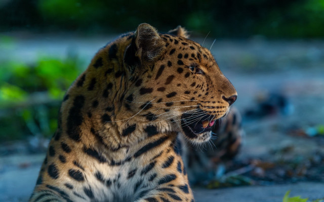 Large leopard dirt field forest free wallpaper - medium preview image