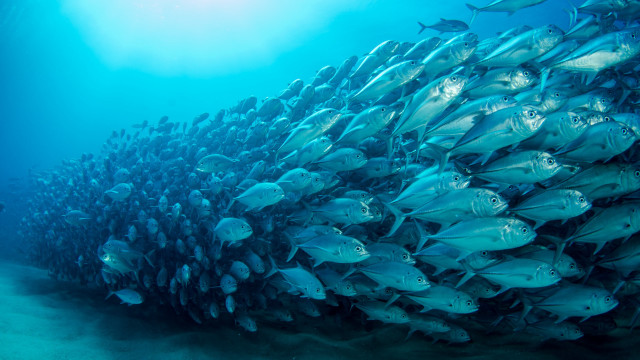 School fish coral diver blue free wallpaper - medium preview image