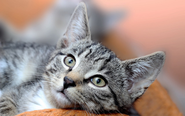 White cat blurry background blue free wallpaper - medium preview image