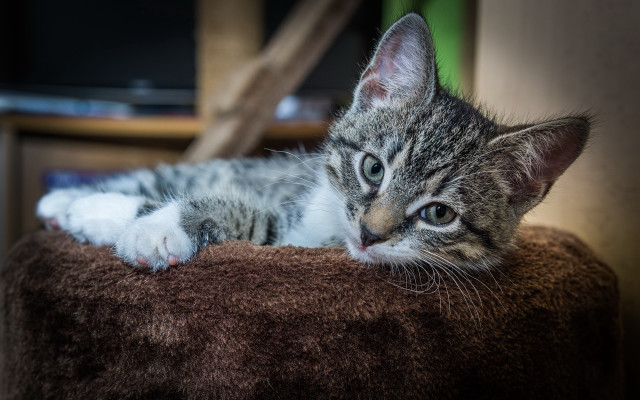 Kitten brown blanket chair tv free wallpaper - medium preview image
