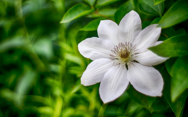 White flower green background closeup free wallpaper - medium preview image