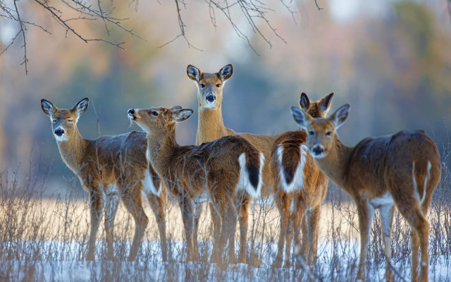 Deer group snowy field trees free wallpaper - medium preview image