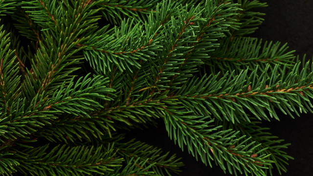 Pine needle closeup black background free wallpaper - medium preview image