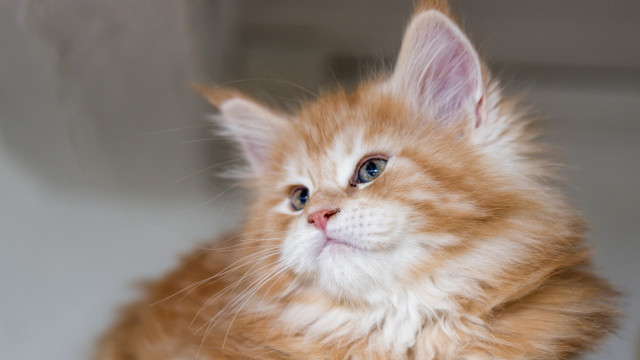 Blue eye cat looking up free wallpaper - medium preview image