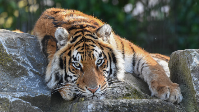 Tiger rock forest blurry depth #3 free wallpaper - medium preview image