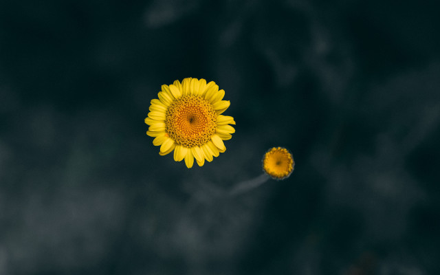 Yellow flower black background white #2 free wallpaper - medium preview image