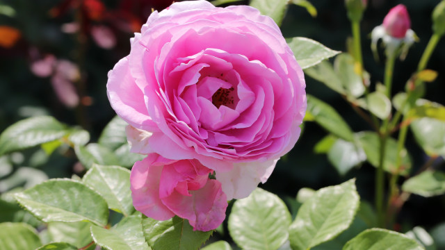 Pink rose green leaves bokeh free wallpaper - medium preview image
