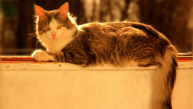 Cat ledge blurry background rococo free wallpaper - medium preview image