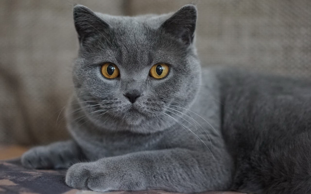 Gray cat yellow eyes serious #3 free wallpaper - medium preview image