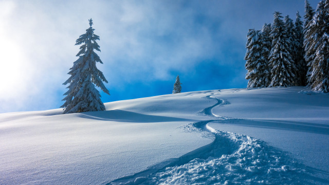 Snow hill trail tree blue free wallpaper - medium preview image