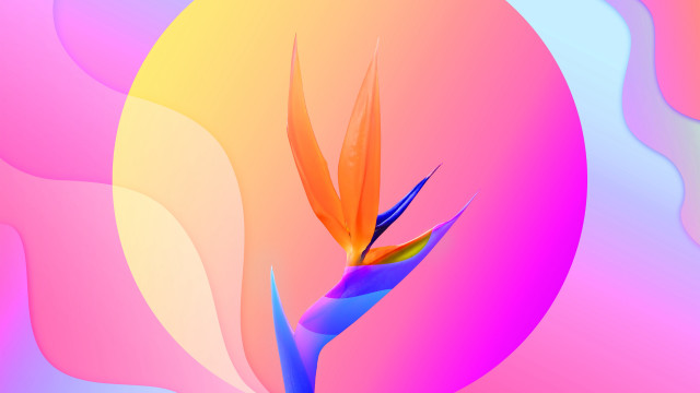Colorful flower birdofparadise 3Drender gradient free wallpaper - medium preview image