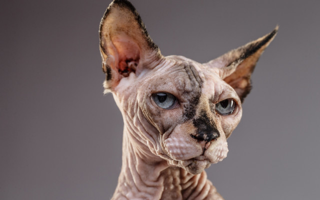 Sphy cat blue eyes gray free wallpaper - medium preview image