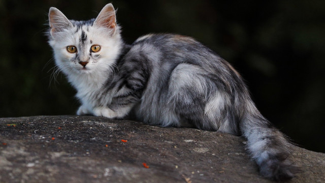 Cat rock serious eyes marble free wallpaper - medium preview image