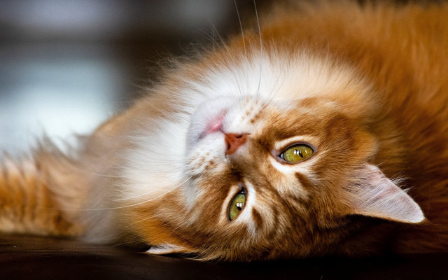 Cat back table wide eyes #2 free wallpaper - medium preview image