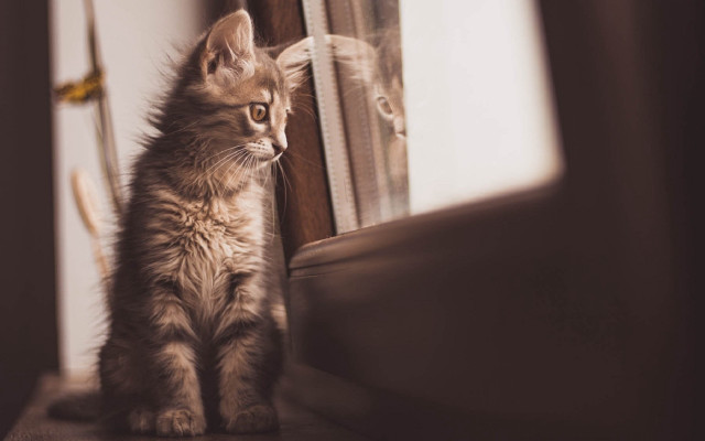 Kitten window sill mirror reflection free wallpaper - medium preview image