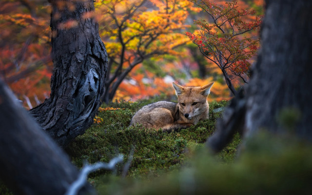 Fox autumn leaves blurry fire free wallpaper - medium preview image