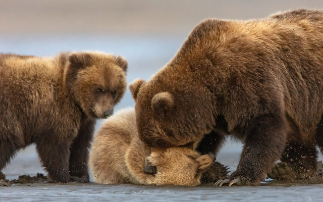 Bears playing beach water rubbing free wallpaper - medium preview image