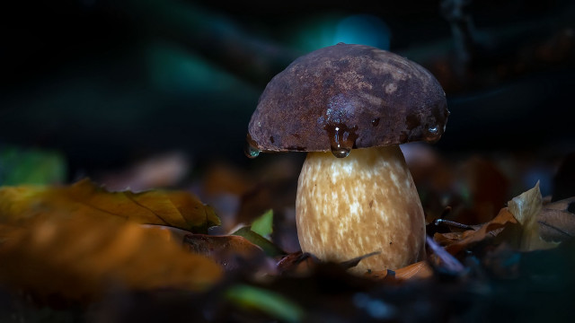 Mushroom brown cap leaves green free wallpaper - medium preview image