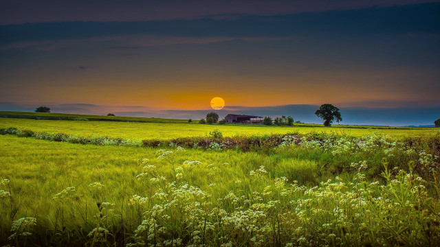Sunset horizon landscape forest grass free wallpaper - medium preview image