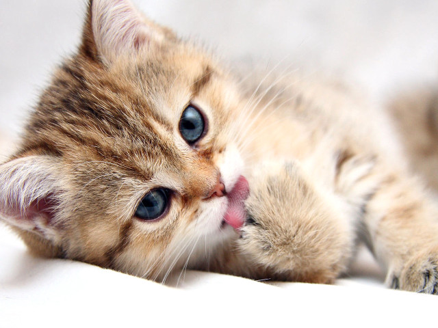 Kitten laying back tongue out free wallpaper - medium preview image