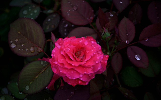 Pink rose water droplets macro #21 free wallpaper - medium preview image