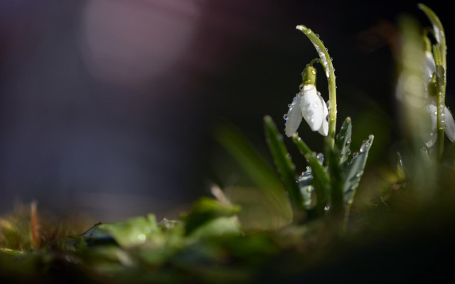 Water droplets lily pad macro free wallpaper - medium preview image