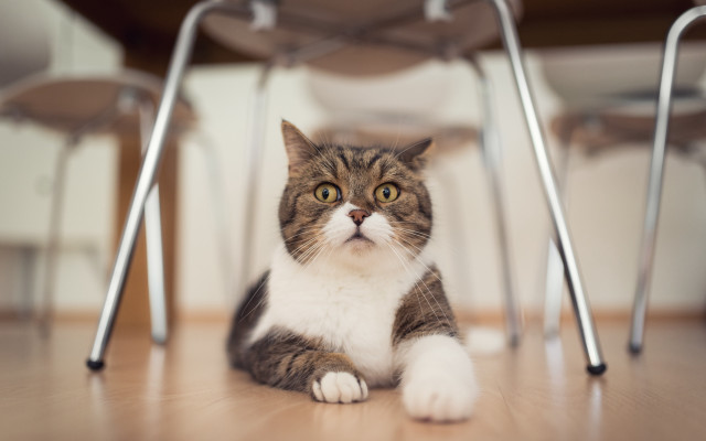 Cat table chairs blurry shock free wallpaper - medium preview image