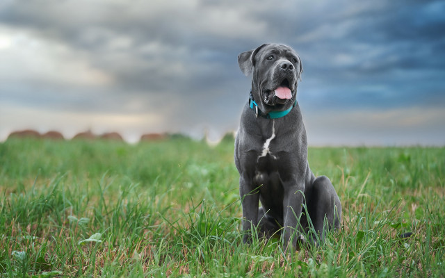 Dog field cloudy sky blue free wallpaper - medium preview image