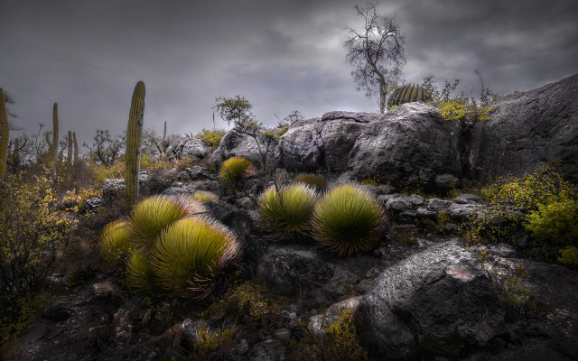 Cactus hillside rocky sky trees free wallpaper - medium preview image