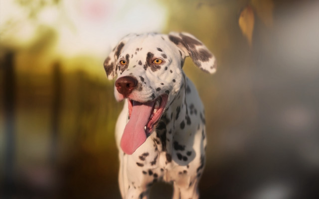Dalmatian pink tongue photorealistic animal free wallpaper - medium preview image