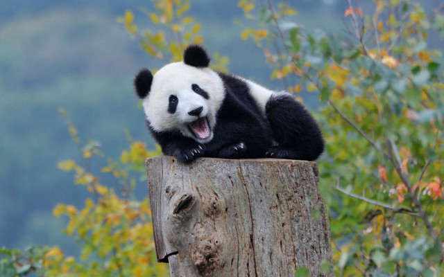 Panda sitting on stump autumn free wallpaper - medium preview image