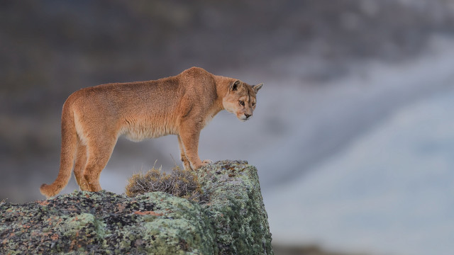 Mountain lion wilderness foggy background free wallpaper - medium preview image