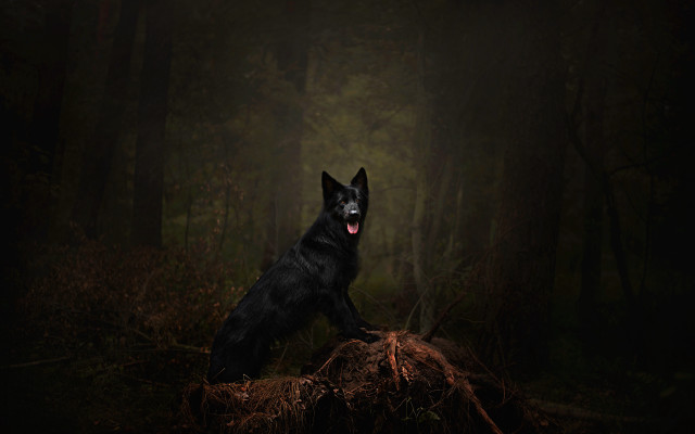 Black dog wood forest glowing free wallpaper - medium preview image