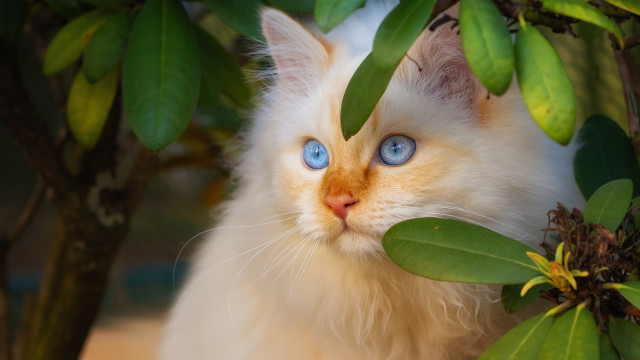 White cat blue eyes hiding free wallpaper - medium preview image